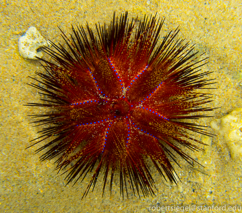 urchin